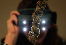SF Resumes Medical Pot Licensing Program