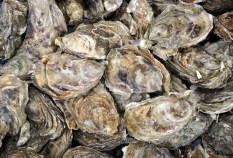 Downing Oysters in Arcata Bay