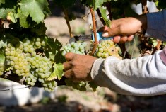Livermore Wine Country Festival Chef's Special Recipes