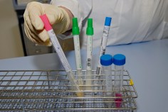 Swine in Wine Country: Tourist Hotspot Catches Flu