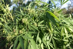 Pot Ring Busted With 50 Grow Homes