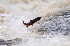 Salmon-Killers Ordered to Stop Polluting River