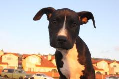 Taxpayers, Owner Must Split Costs For Charlie The Death Row Dog