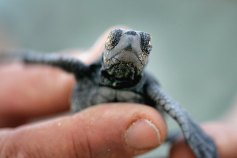 Woman Indicted for Turning Turtles into Guitar Picks