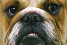 SJ Cops Shoot Dogs Attacking Officer