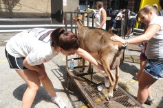 Goat Lawnmowers Suffered Neglect