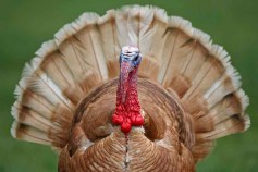 Side Items Key in This Thanksgiving Feast