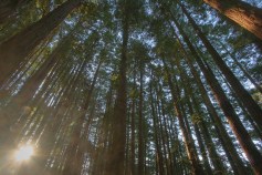 Burglar Scales, Leaps From Tree to Avoid Police