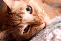 After Two Years, Cat Reunited With San Rafael Family