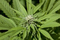 Medical Marijuana Suspect Nabbed For Pot, Cell Phone