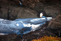 What to Do With a 50-Ton Whale