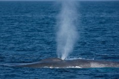 Is That a Whale in Your Ocean?