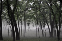 Bad Year For Environmental Laws in Sacramento