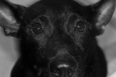 Braces, Donations Help Batman The Dog Walk