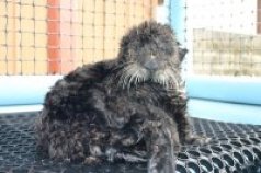 Olive the Oiled Otter Makes it Back to Bay