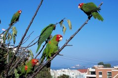 Telegraph Hill's Wild Parrots Flee to Suburbs