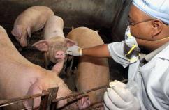 Swine Flu Goes Person-to-Pig; Could It Jump Back?