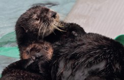Otters Return to Monterey Bay Aquarium 