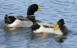 Lucky Duck Survives Plunge Down Chimney