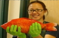 Giant Goldfish Invade Lake Tahoe