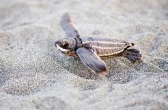 Jerry Brown Declares Official Marine Reptile