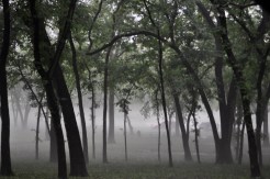 Bad Year For Environmental Laws in Sacramento