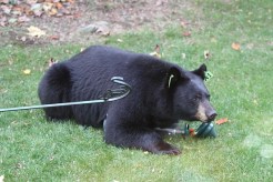 Bear Euthanized After Entering Lake Tahoe Condo