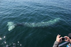 Dana Point Festival of Whales
