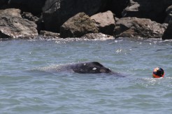 New Entangled Whale Freed Off NorCal Coast