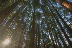 Mill Valley: Things to Do, See and Eat with Kids