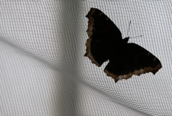 Butterflies Take Center Stage in Golden Gate Park