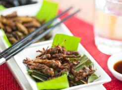 Eating Bugs Can Help Save the Planet