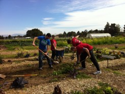 Volunteers are vital to Full Circle Farm!