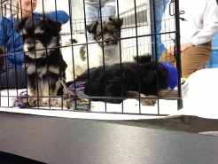 The Puppy Edition of Today in the Bay Weekend