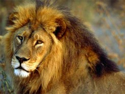 Lion's Meat on Menu at Burlingame Restaurant