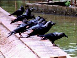Crow Population Explodes in Bay Area