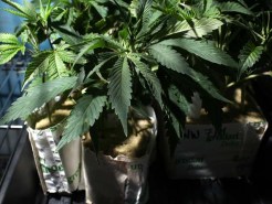 Court Considers Medical Marijuana Ban