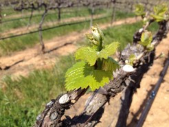 Livermore Wine Vines Begin to Bud