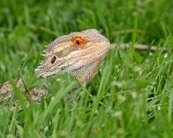 SF Zoo Celebrates Chinese New Year With Real Dragon