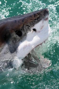 Great White Sharks Endangered, Environmentalists Say
