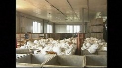 Bird Flu Fears Grow