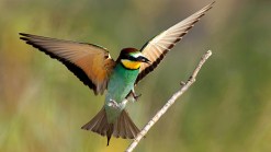 Turkey Probes Dead Bird It Suspects Is Israeli Spy