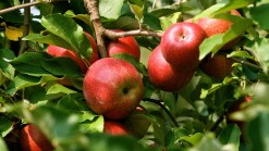 Researchers: Organic Not Better For You