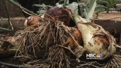 Fire Station Garden Getting High-Profile Notice