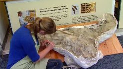 Ice-Age Bison Fossil Found in San Diego