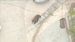 Raw Video: Bear Wanders in SoCal Backyards