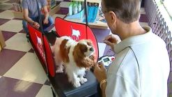 Slimming Paunchy Pooches