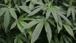Survey: 52 Percent of Americans Support Legalizing Pot