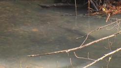 Coho Salmon Running the Watershed