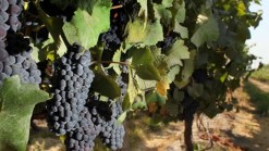 Cheers to Napa County's Wine Crop